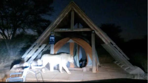 हॉफमेयर के तंबूं में घुसा आदमखोर शेर