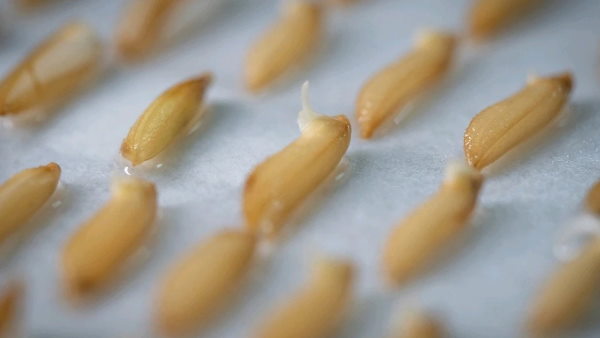 इस लिए खास है ये स्पेस राइस 