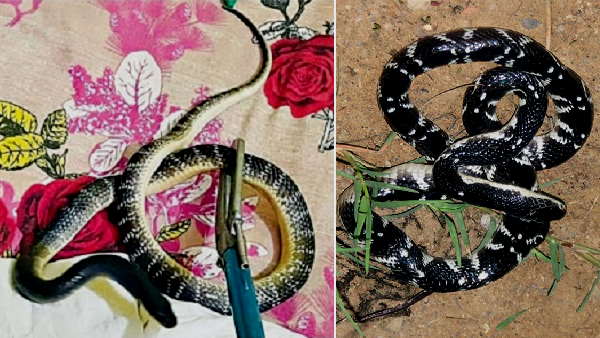 गुड़गांव में बेड के बिस्तर पर आ चढ़ा सांप