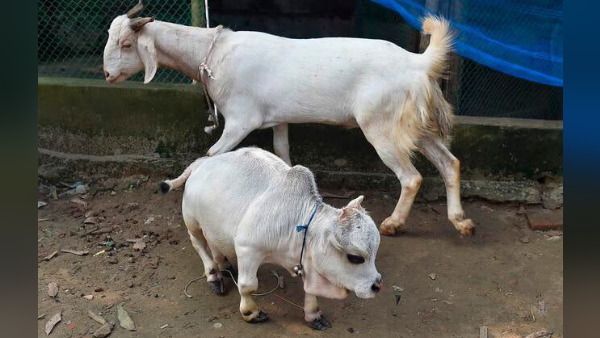 स्टार बनी बौनी गाय 'रानी'