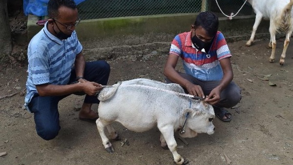 26 किलोग्राम है रानी का वजन