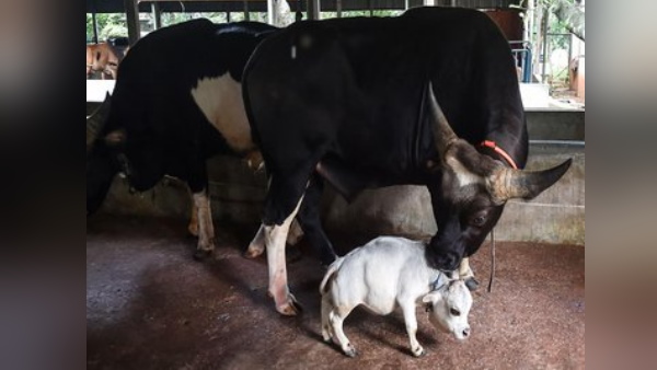 दुनिया की सबसे छोटी गाय की ऊंचाई