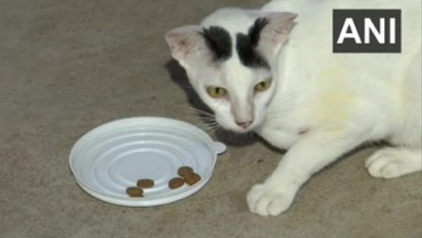 सोशल मीडिया पर बिल्ली की ये तस्वीरें काफी तेजी से वायरल हो रही हैं सोशल मीडिया पर बिल्ली की ये तस्वीरें काफी तेजी से वायरल हो रही हैं