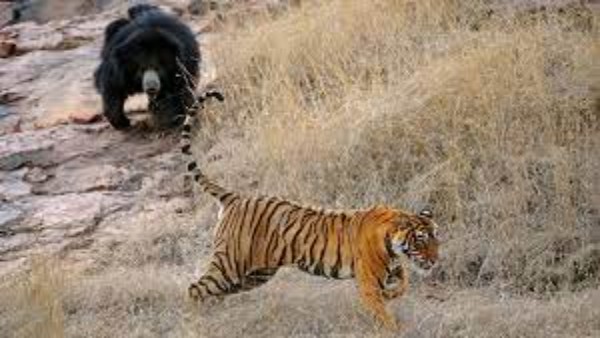 भालू को देखकर हवा हुआ शेर