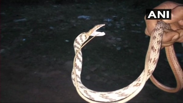 महिला की सांप पकड़ने की तकनीक देख हर कोई हैरान