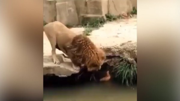 इंटरनेट पर वायरल हुआ वीडियो