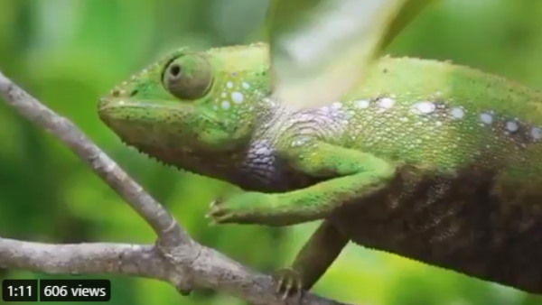 गिरगिट ने मिनटों में 7 बार बदला रंग गिरगिट ने मिनटों में 7 बार बदला रंग