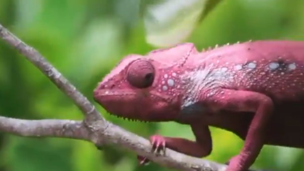 नेचर की खूबसूरती देख लोग हैरान नेचर की खूबसूरती देख लोग हैरान
