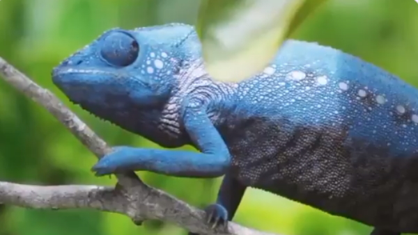 ग्राफिक्स का कमाल नहीं जनाब, असली है वीडियो ग्राफिक्स का कमाल नहीं जनाब, असली है वीडियो