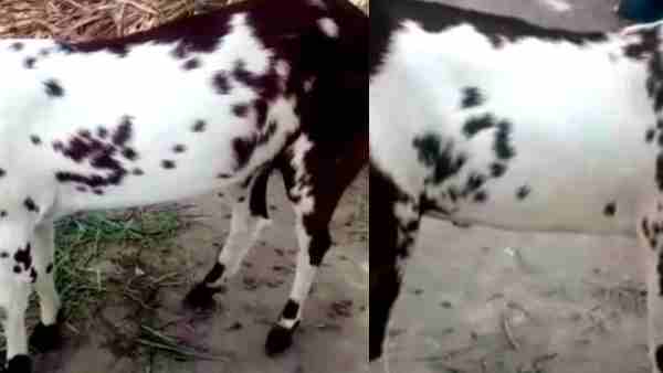 शरीर पर एक तरफ 'ॐ' तो दूसरी तरफ 'अल्लाह' लिखा हुआ है