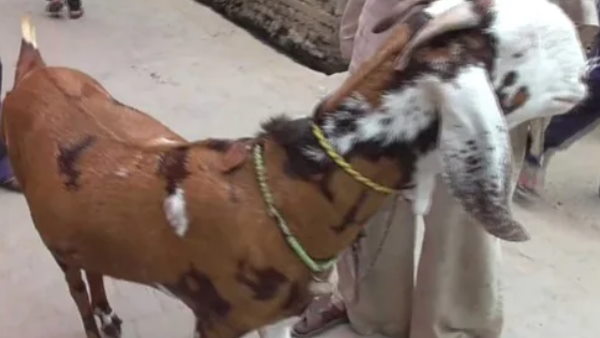 51 लाख की लगी बोली
