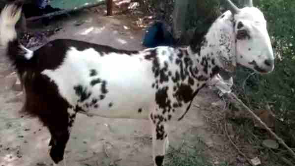 11 लाख रुपए लगाई मालिक ने कीमत