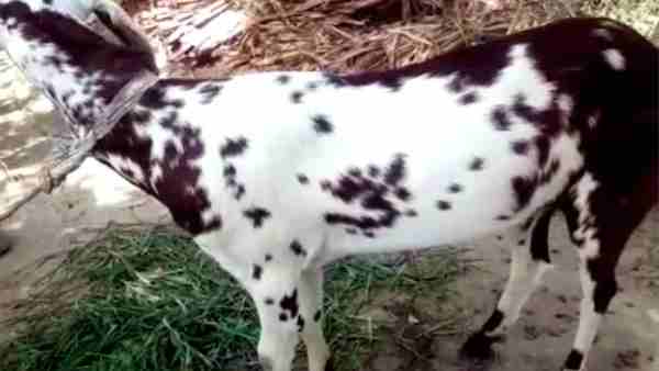 दूर-दूर से पहुंच रहे है लोग