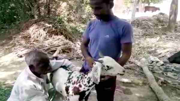 यूपी के फिरोजाबाद में एक बकरे के लगे 5 लाख रुपये