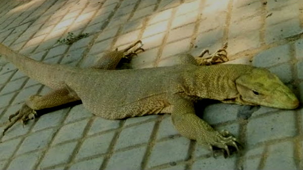 monitor lizard (Goh) hunting for food, hunter caught in abohar punjab