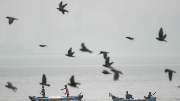 ज्वार के घटने पर भीषण गर्मी झेलते हैं समुद्री जीव