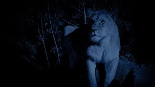 शिकार करने का मन बना चुका था शेर