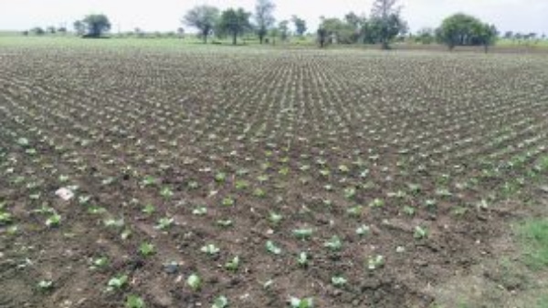 आर्थिक तंगी से मजबूर किसान आर्थिक तंगी से मजबूर किसान