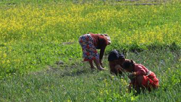 बेटियों ने खींचा हल बेटियों ने खींचा हल