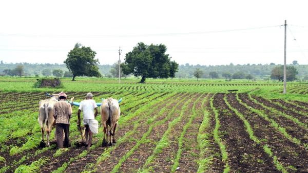 पूर्व एमएलसी ने दिए एक जोड़ी बैल पूर्व एमएलसी ने दिए एक जोड़ी बैल