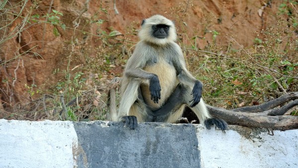 आखिर लंगूर महिला के घर पहुंचा कैसे