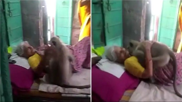 एक बूढ़ी महिला को गले लगा रहा है लंगूर