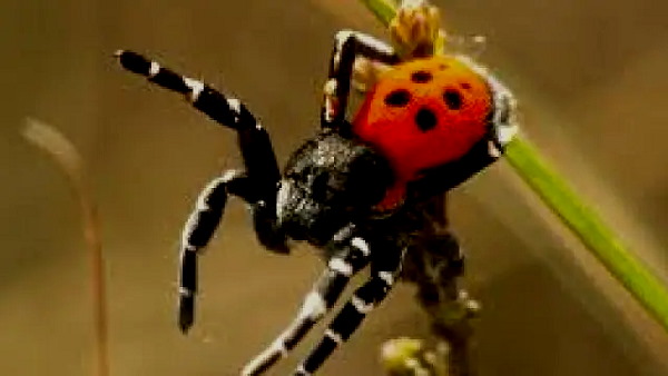 ladybird mimic spider