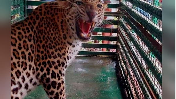 Leopard Caught In Bardoli surat gujarat