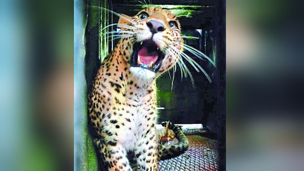 Leopard Caught In Bardoli surat gujarat