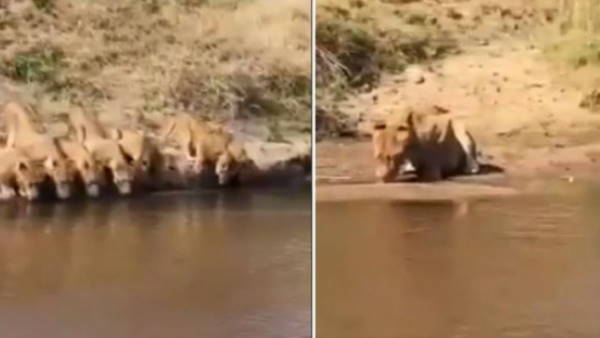नदी में पानी पीते शेरों का वीडियो हुआ था वायरल