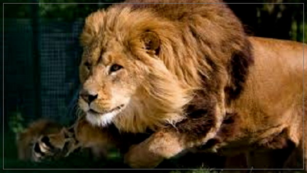 Know how many lions in gir forest, gujarat forest department survey on wildlife