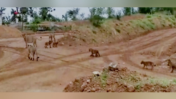 अमरेली के राजुला में दिखा 14 शेरों का कुनबा 