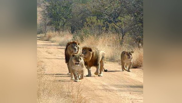 Know how many lions in gir forest, gujarat forest department survey on wildlife