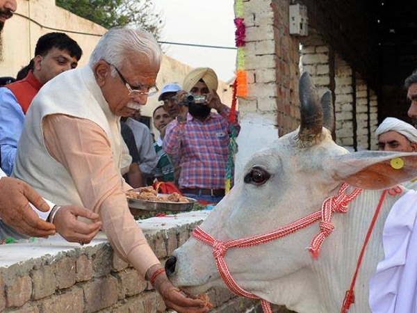 Haryana govt constitutes special task force for cow protection, gausevaks and gaurakshaks to be members