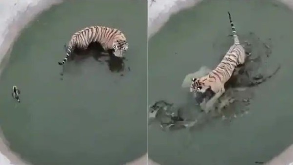 बत्तख ने शेर को बुरी तरह छकाया