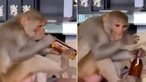 मध्य प्रदेश के ठेका के अंदर जब बंदर पीने लगा शराब मध्य प्रदेश के ठेका के अंदर जब बंदर पीने लगा शराब