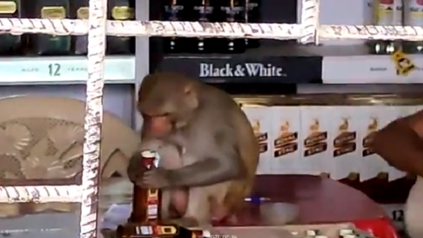 मुंह से शराब की बोतल खोलता है बंदर मुंह से शराब की बोतल खोलता है बंदर