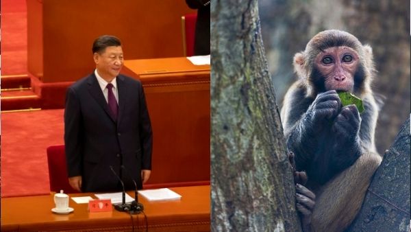 'मंकी बी वायरस' का इतिहास