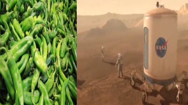 मिर्ची की खेती हो रही शुरू