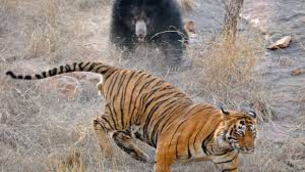 वन अधिकारी ने शेयर किया वीडियो