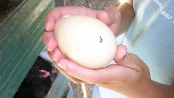 मोरनी के अंडों को चुराकर आमलेट बनाया मोरनी के अंडों को चुराकर आमलेट बनाया