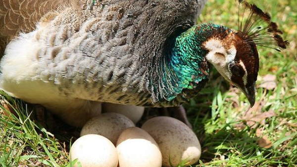 अंडों के छिलकों की होगी फोरेंसिक लैब में जांच अंडों के छिलकों की होगी फोरेंसिक लैब में जांच