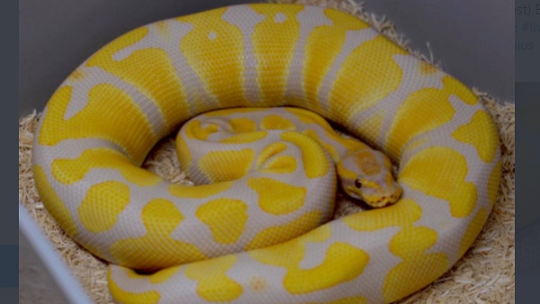 काफी खास है कारा