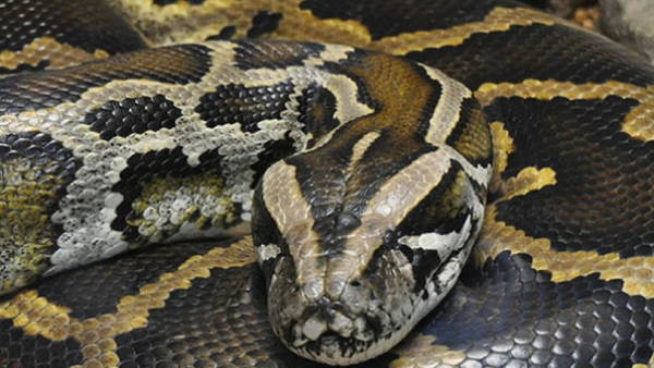 लखीमपुर खीरी में अजगर ने हिरण को बनाया शिकार