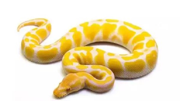 जू से लापता हुई कारा