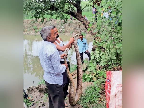 python anaconda snake