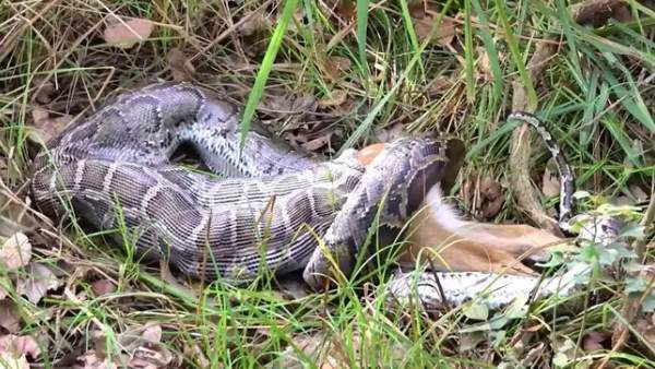 दो घंटे की मशक्कत के बाद पकड़ा जा सका अजगर