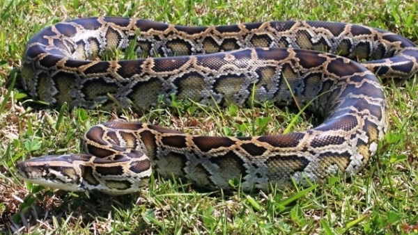 अमरोहा में हिरण को निगलने के बाद हो गई थी अजगर की मौत