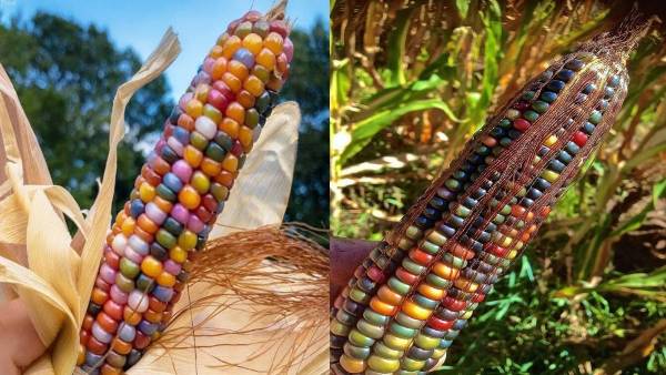 रेनबो कॉर्न में मिलते है अलग-अलग रंग के दाने रेनबो कॉर्न में मिलते है अलग-अलग रंग के दाने
