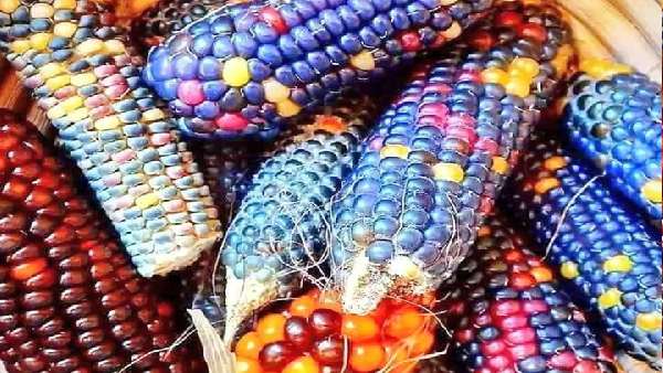 छत पर हो रही रेनबो कॉर्न की खेती छत पर हो रही रेनबो कॉर्न की खेती